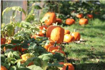 Pumpkins at Baxter Barn