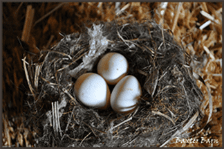 Eggs from Baxter Barn