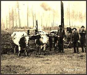 FARMING WITH OXEN on the Baxter’s Homestead