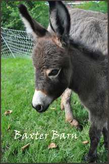 Donkey at Baxter Barn