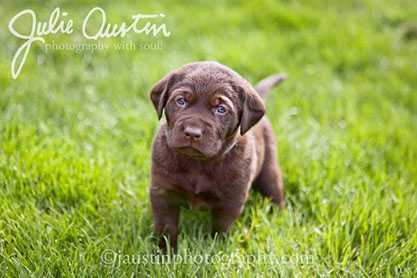 Dog at Baxter Barn