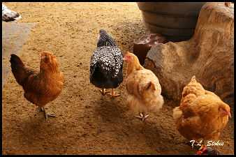 Chickens at Baxter Barn