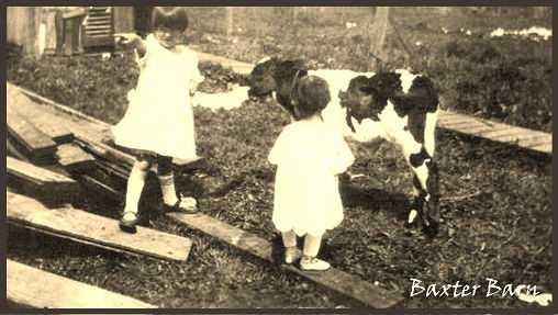 Baxter Children and Cow at Baxter Barn
