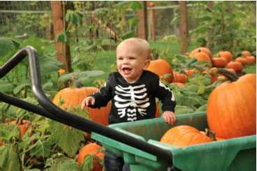 Child in the field with pumpkins